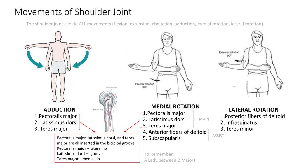 Lateral rotators of the shoulder deals